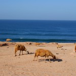 nomad surf trip